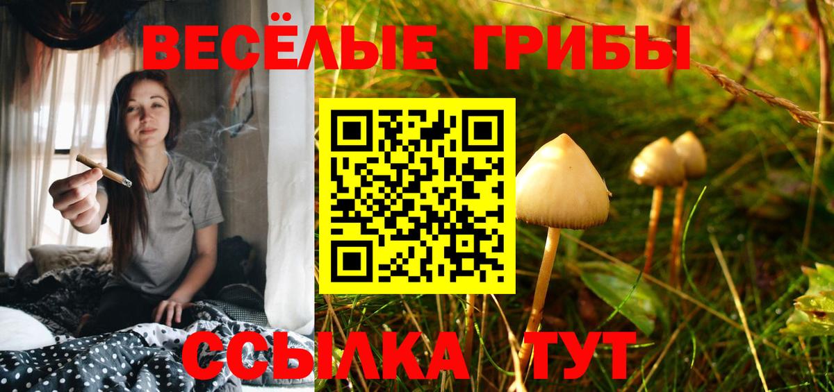Кисловодск  Галлюциногенные грибы Cubensis  Вход с VPN 